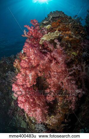 Colorful reef scene with soft coral, Cenderawasih Bay, Indonesia. View Large Photo Image Stock Photograph - Colorful reef scene with soft coral, Cenderawasih Bay, Indonesia.. Fotosearch