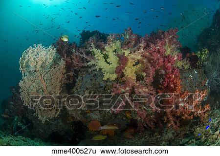 Stock Photograph - Colorful reef with gorgonian sea fan, soft corals and school of anthias fish.. Fotosearch