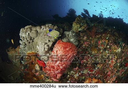Stock Photograph - Colorful sea wall with regal angelfish and barrel sponges.. Fotosearch