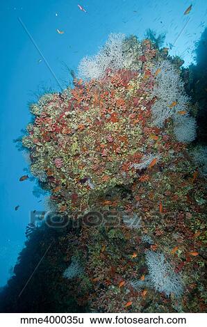 Colourful reef scene, Ari and Male Atoll, Maldives. View Large Photo Image Stock Photograph - Colourful reef scene, Ari and Male Atoll, Maldives.. Fotosearch