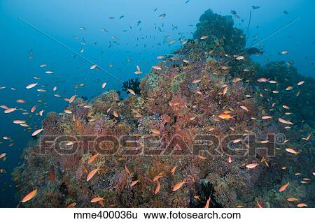 Colourful reef scene, Ari and Male Atoll, Maldives. View Large Photo Image Stock Photograph - Colourful reef scene, Ari and Male Atoll, Maldives.. Fotosearch