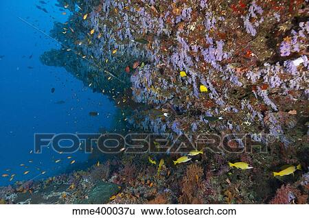 Colourful reef scene, Ari and Male Atoll, Maldives. View Large Photo Image Stock Photograph - Colourful reef scene, Ari and Male Atoll, Maldives.. Fotosearch