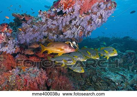 Stock Photograph - Colourful reef scene, Ari and Male Atoll, Maldives.. Fotosearch