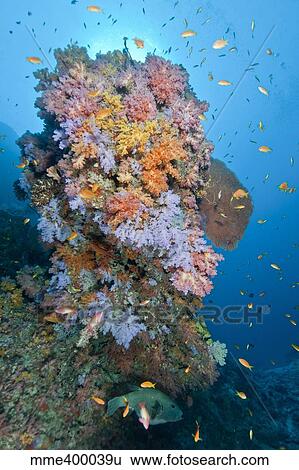 Stock Photograph - Colourful reef scene, Ari and Male Atoll, Maldives.. Fotosearch