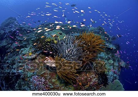 Colourful reef scene, Christmas Island, Australia. View Large Photo Image Stock Photograph - Colourful reef scene, Christmas Island, Australia.. Fotosearch