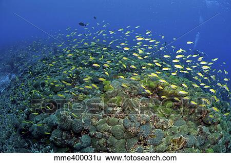Colourful reef scene, Christmas Island, Australia. View Large Photo Image Stock Photograph - Colourful reef scene, Christmas Island, Australia.. Fotosearch