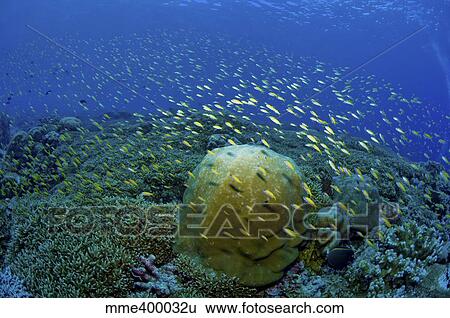 Stock Photograph - Colourful reef scene, Christmas Island, Australia.. Fotosearch
