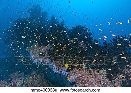 Colourful reef scene, Christmas Island, Australia. View Large Photo Image Stock Photograph - Colourful reef scene, Christmas Island, Australia.. Fotosearch