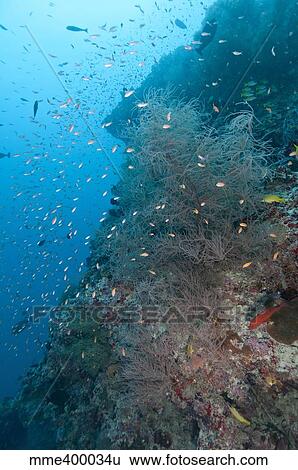 Stock Photograph - Colourful reef scene, Christmas Island, Australia.. Fotosearch