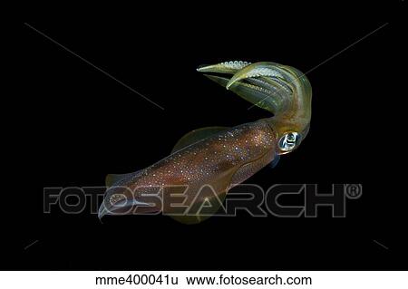 Colourful squid, Anambas, Indonesia. View Large Photo Image Stock Photograph - Colourful squid, Anambas, Indonesia.. Fotosearch