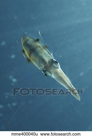Stock Photograph - Colourful squid, North Sulawesi, Indonesia.. Fotosearch