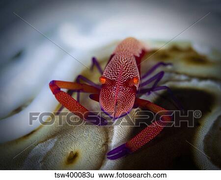 Stock Photograph - Commensal shrimp, Fiji.. Fotosearch