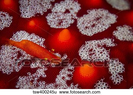 Commensal shrimp on a sea star, La Paz, Mexico. View Large Photo Image Stock Photograph - Commensal shrimp on a sea star, La Paz, Mexico.. Fotosearch