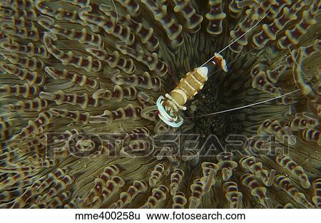 Stock Photograph - Commensal shrimp on brown anemone, North Sulawesi.. Fotosearch