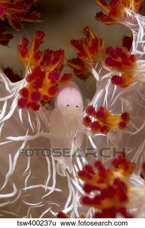 Commensal Shrimp on soft coral in Raja Ampat, Indonesia. View Large Photo Image Stock Photograph - Commensal Shrimp on soft coral in Raja Ampat, Indonesia.. Fotosearch