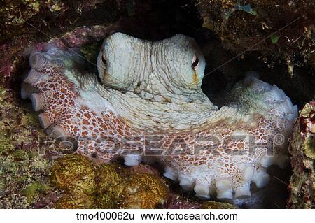 Common Octopus guards its lair. View Large Photo Image Stock Photograph - Common Octopus guards its lair.. Fotosearch