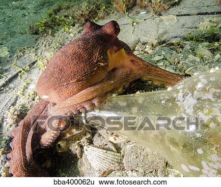 Common octopus protecting a bottle, West Palm Beach, Florida. View Large Photo Image Stock Photograph - Common octopus protecting a bottle, West Palm Beach, Florida.. Fotosearch