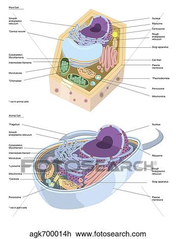 Drawing - Comparative illustration of plant and animal cell anatomy (with labels).. Fotosearch