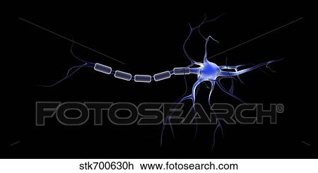 Conceptual image of a neuron. View Large Illustration Drawing - Conceptual image of a neuron.. Fotosearch