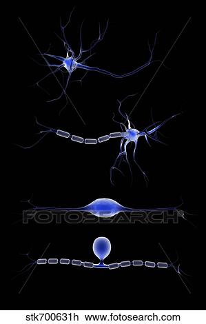 Conceptual image of a neuron. View Large Illustration Drawing - Conceptual image of a neuron.. Fotosearch