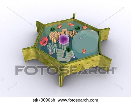 Drawing - Conceptual image of a plant cell and its components.. Fotosearch