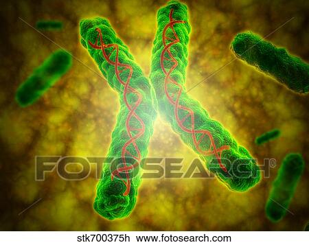 Drawing - Conceptual image of a telomere.. Fotosearch