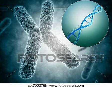 Drawing - Conceptual image of a telomere showing DNA structure.. Fotosearch