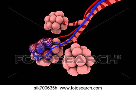 Drawing - Conceptual image of alveoli.. Fotosearch