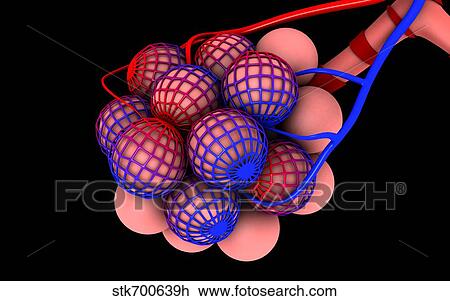 Conceptual image of alveoli. View Large Illustration Drawing - Conceptual image of alveoli.. Fotosearch