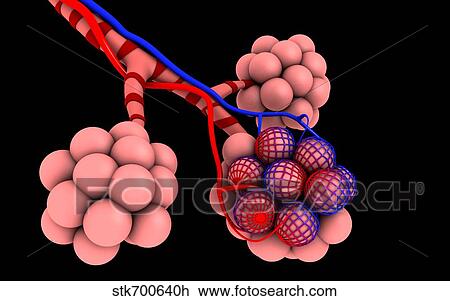 Drawing - Conceptual image of alveoli.. Fotosearch