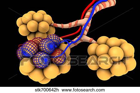Drawing - Conceptual image of alveoli.. Fotosearch