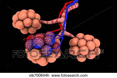 Drawing - Conceptual image of alveoli.. Fotosearch