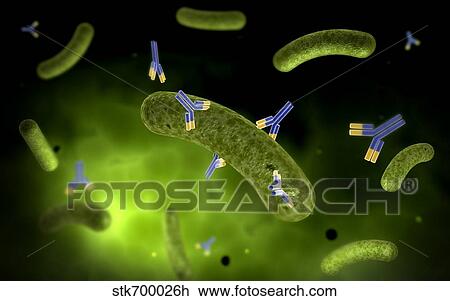 Conceptual image of antibody attaching and killing bacteria. View Large Illustration Drawing - Conceptual image of antibody attaching and killing bacteria.. Fotosearch