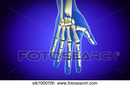 Drawing - Conceptual image of bones in human hand.. Fotosearch