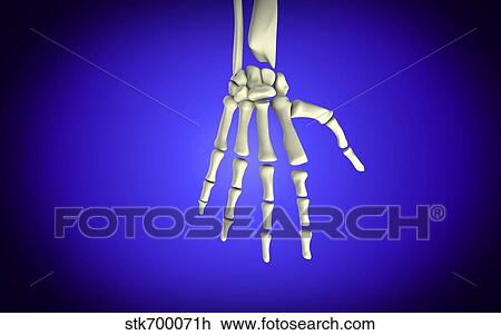 Conceptual image of bones in human hand. View Large Illustration Drawing - Conceptual image of bones in human hand.. Fotosearch
