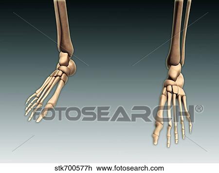 Drawing - Conceptual image of bones in human legs and feet.. Fotosearch