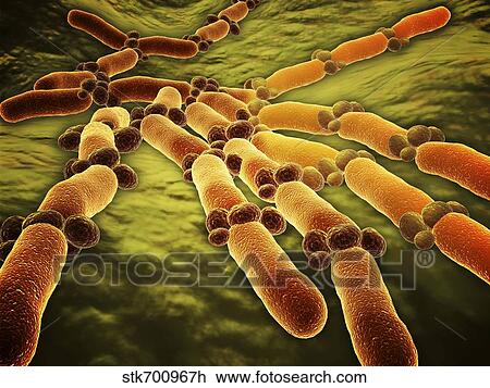 Drawing - Conceptual image of Candida albicans.. Fotosearch