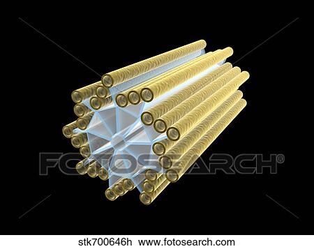 Drawing - Conceptual image of centriole.. Fotosearch