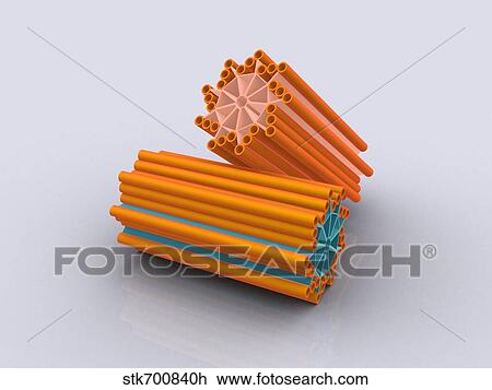 Drawing - Conceptual image of centrioles.. Fotosearch