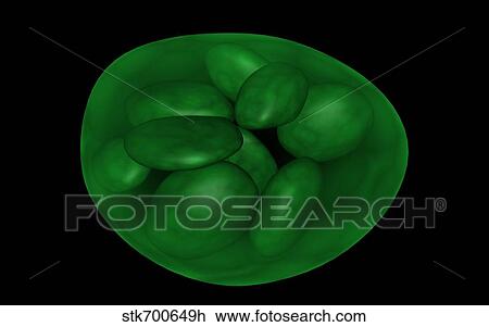 Drawing - Conceptual image of chloroplast.. Fotosearch