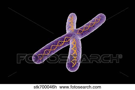 Drawing - Conceptual image of chromosome.. Fotosearch