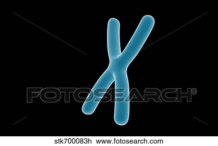 Drawing - Conceptual image of chromosome.. Fotosearch