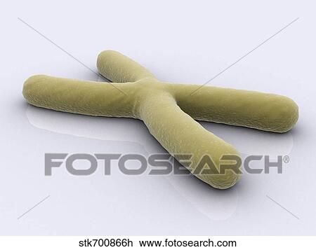 Drawing - Conceptual image of chromosome.. Fotosearch