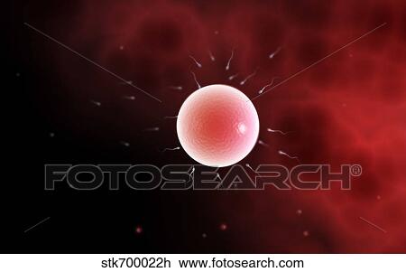 Drawing - Conceptual image of common fertilization.. Fotosearch