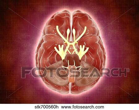 Conceptual image of cranial nerves in human brain. View Large Illustration Drawing - Conceptual image of cranial nerves in human brain.. Fotosearch