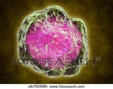 Drawing - Conceptual image of cytoskeleton.. Fotosearch