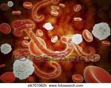 Drawing - Conceptual image of ebola virus in blood stream.. Fotosearch