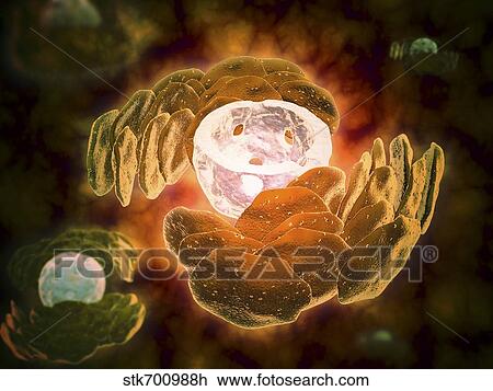 Drawing - Conceptual image of endoplasmic reticulum around a cell nucleus.. Fotosearch