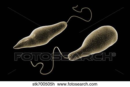 Conceptual image of Euglena. View Large Illustration Drawing - Conceptual image of Euglena.. Fotosearch
