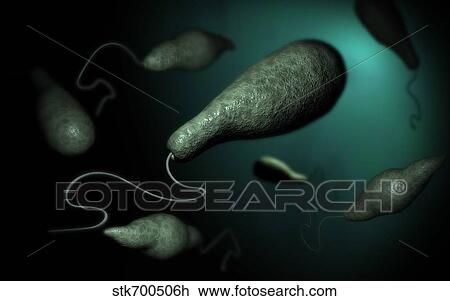 Conceptual image of Euglena. View Large Illustration Drawing - Conceptual image of Euglena.. Fotosearch